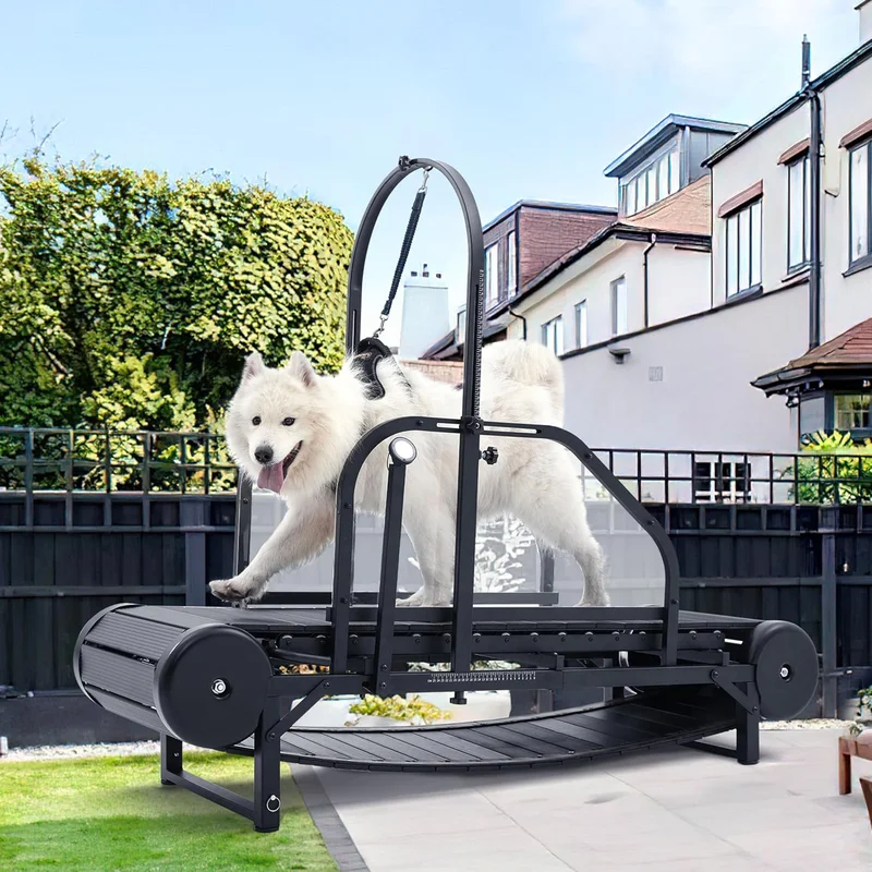 Best Treadmill For Dogs of 2025 - Top rated Sports products
